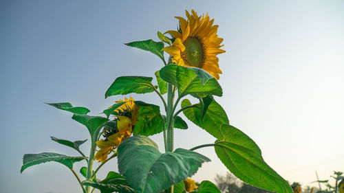 Low angle view of flowering plant against clear sky