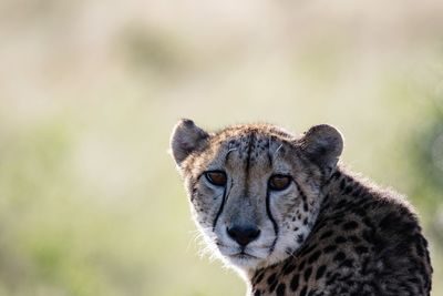 Close-up portrait of a cat