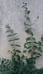 Plants growing on wall