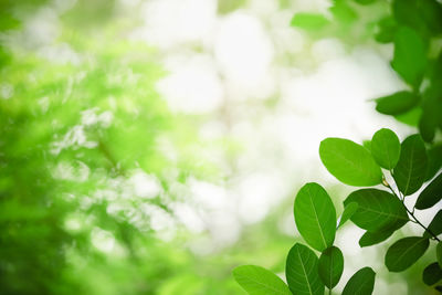 Close-up of green leaves