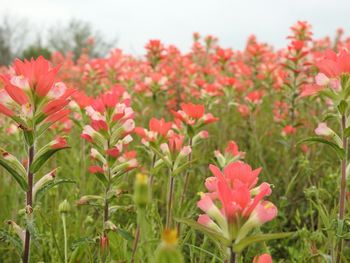 Indian paintbrush flowers blooming on field