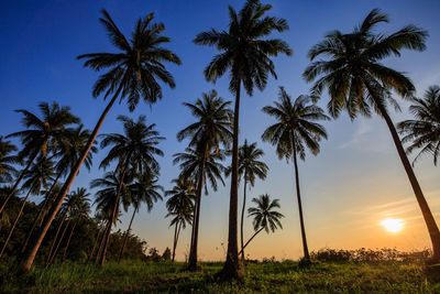 Low angle view of coconut palm trees against sky during sunset