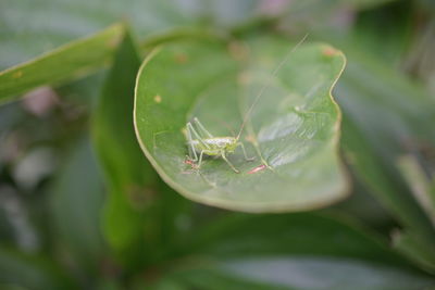 Close-up of spider on web