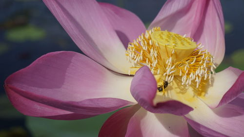 Close-up of pink flower