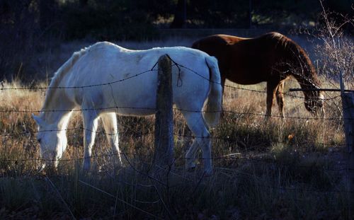 Horses grazing in a field