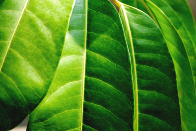 Full frame shot of green leaves