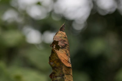 Close-up of dry leaf