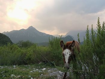 Cat on green mountains against sky