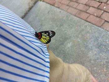 Low section of butterfly on person