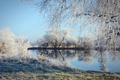 Reflection of trees in lake against clear sky