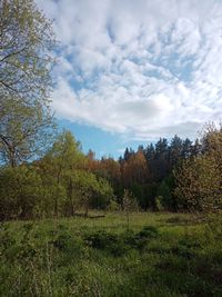 Trees growing on field against sky