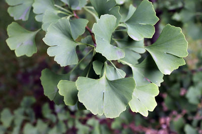 Close-up of green leaves on plant