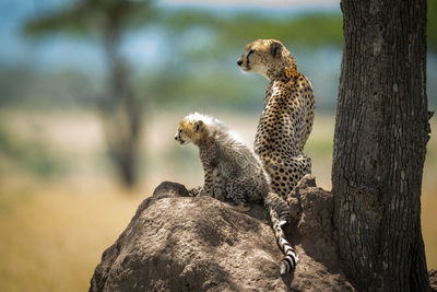 Cheetah with cub on rock formation