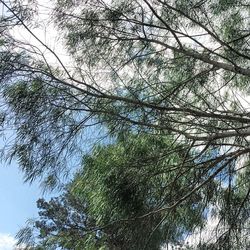 Low angle view of bare trees against sky