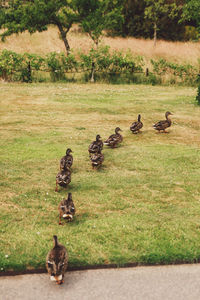 Rear view of ducks on grassland