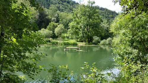 Scenic view of lake in forest