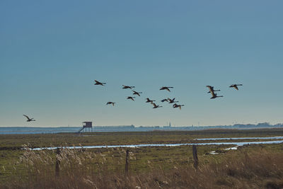 Birds flying in the sky