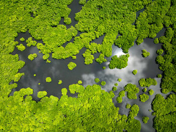 Close-up of yellow flowers