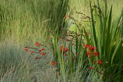 Red and plants on field