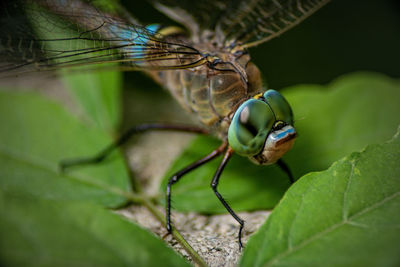 Close-up of insect on leaf