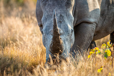 Close-up of elephant in a field