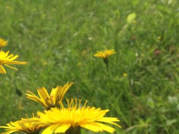 Close-up of yellow flower blooming in field