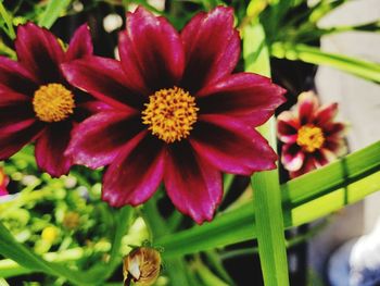 Close-up of flowers blooming outdoors