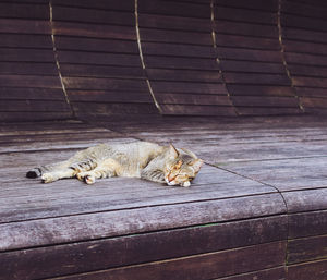 High angle view of cat sleeping