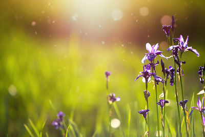 Field of wild violet flowers in the grass in the sun. spring time, summertime, ecology, rural 