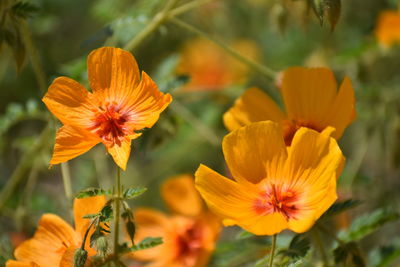 Close-up of orange flowering plants