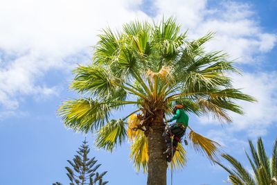 Low angle view of palm tree against sky