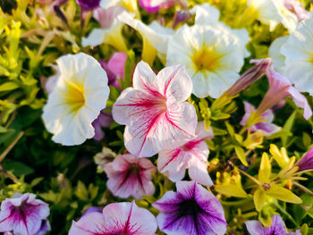 Close-up of pink flowering plants in garden