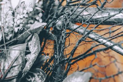Close-up of bare tree during winter