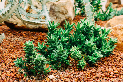 Close-up of plants growing on rock