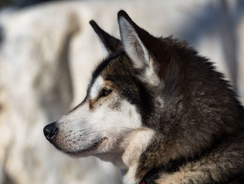 Close-up of dog looking away