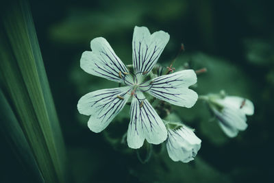Close-up of white flowering plant