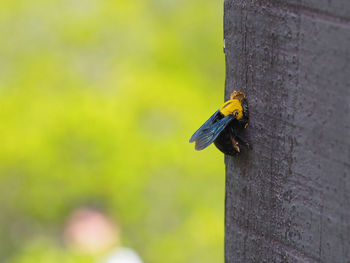 Carpenter bee making a hole  xylocopa virginica