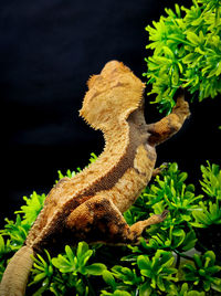 Close-up of lizard