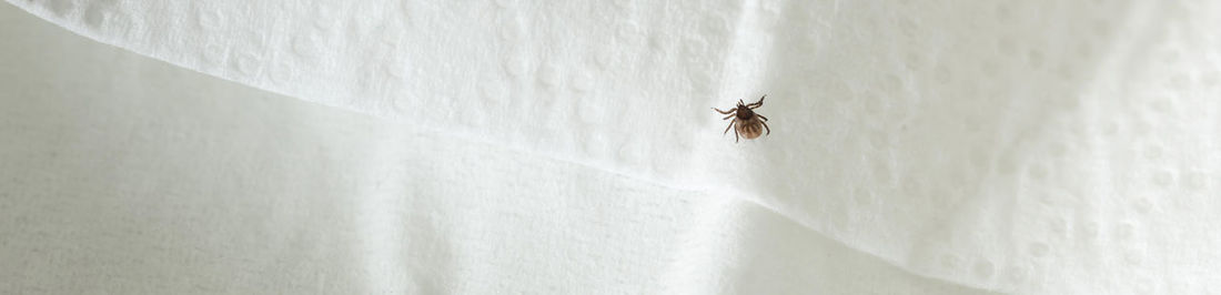 Close-up of fly on wall