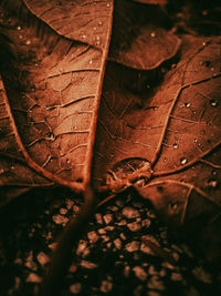 High angle view of raindrops on maple leaves during rainy season