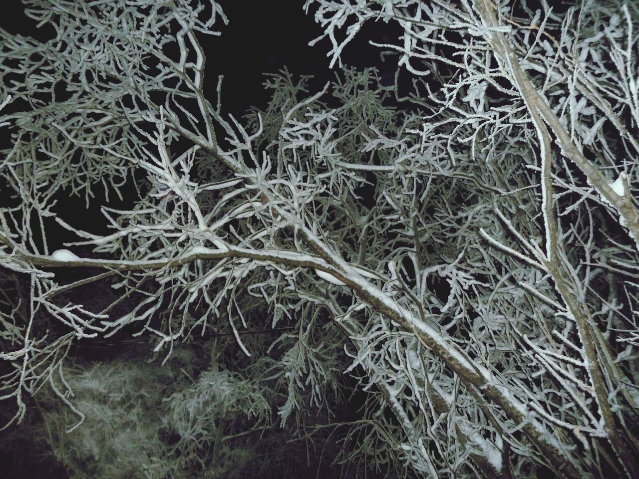 Winter tree, cold night