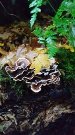 Close-up of wet maple leaf during autumn