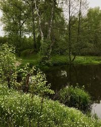 Scenic view of lake amidst trees in forest