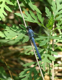 Close-up of insect on plant