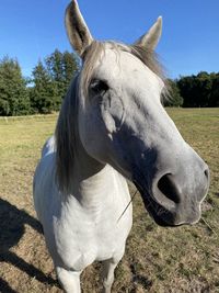 Close-up of a horse on field