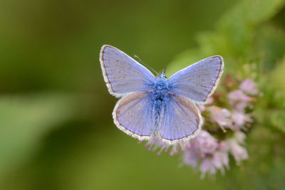 Close-up of butterfly pollinating on flower