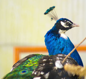 Close-up of peacock perching