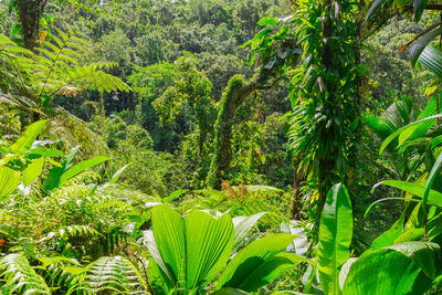 Palm trees growing in forest