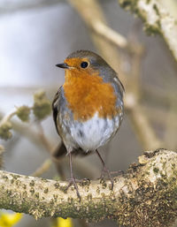 Close-up of bird perching on branch