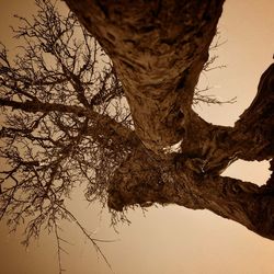 Low angle view of bare trees against sky